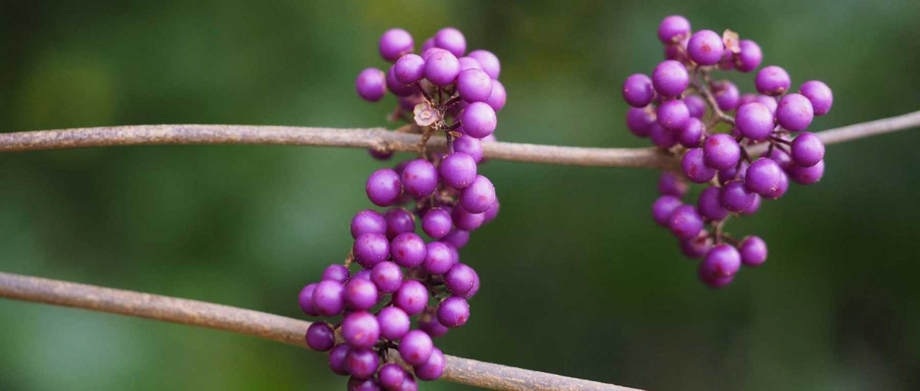 Callicarpa: Pflanzen, Pflegen und Schneiden