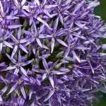 Allium, Zierlauch: Pflanzung, Pflege und Kultivierung