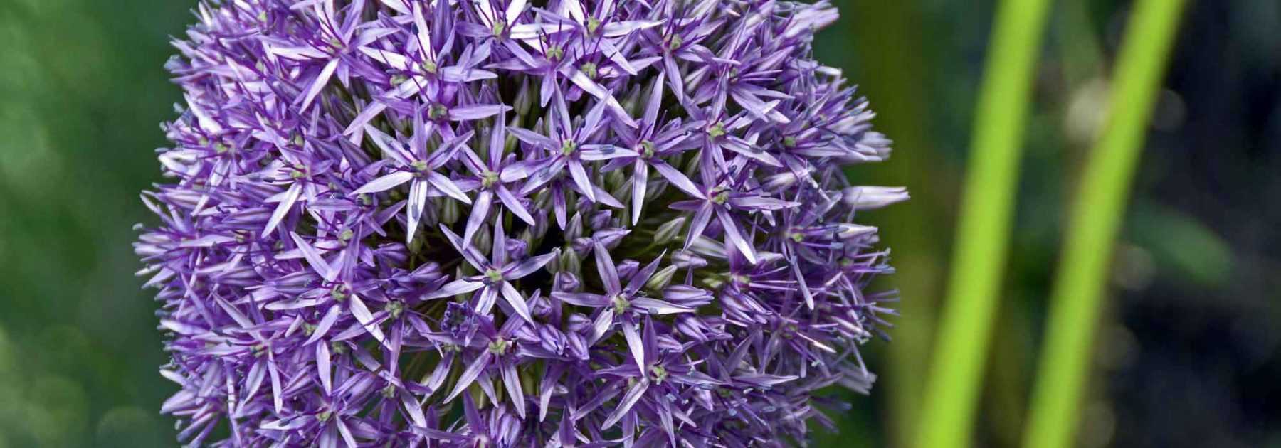 Allium, Zierlauch: Pflanzung, Pflege und Kultivierung
