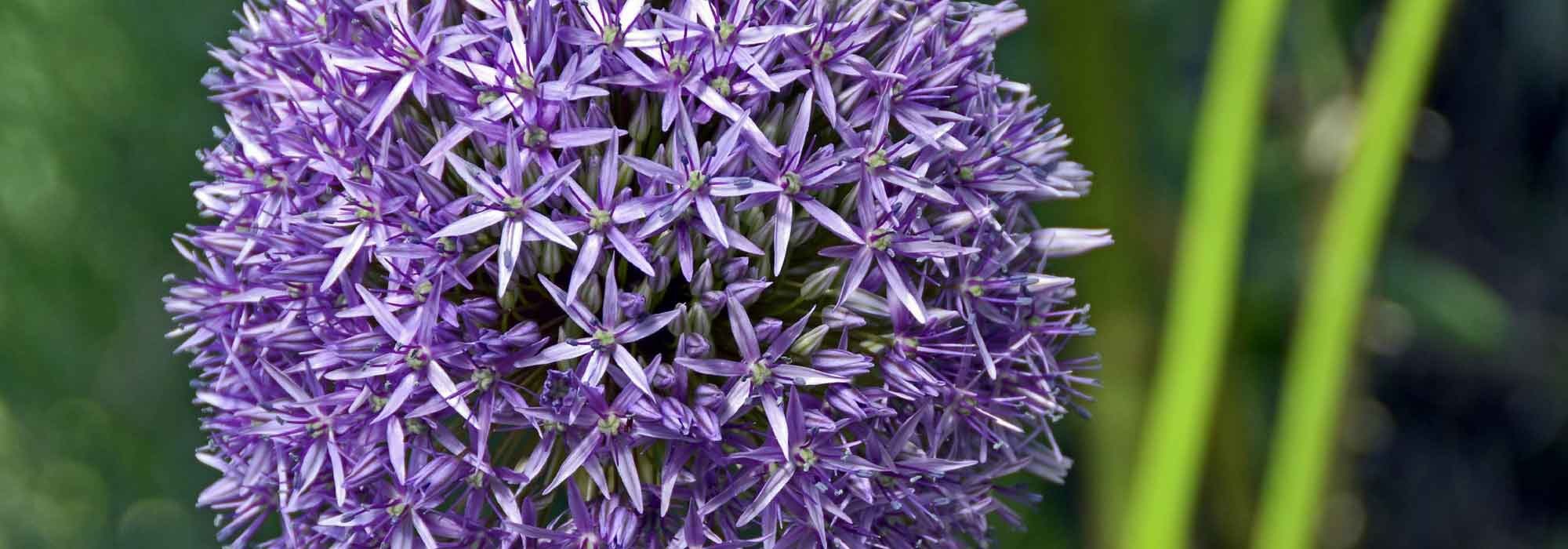 Allium, Zierlauch: Pflanzung, Pflege und Kultivierung