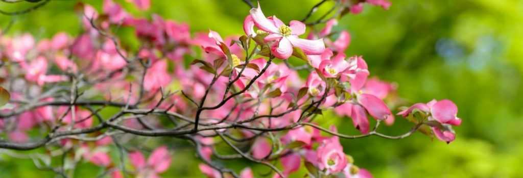 Blüten-Hartriegel: Pflanzung, Schnitt und Pflege