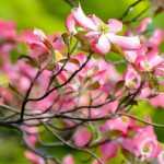 Blüten-Hartriegel: Pflanzung, Schnitt und Pflege