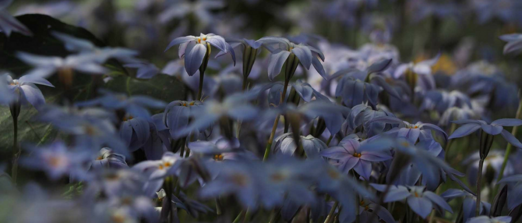 Ipheion: Pflanzen, Pflegen und Kombinieren