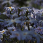 Ipheion: Pflanzen, Pflegen und Kombinieren