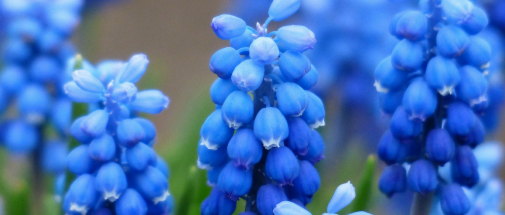 Muscari: Pflanzung, Pflegetipps und Kultivierung