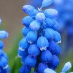 Muscari: Pflanzung, Pflegetipps und Kultivierung