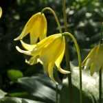 Erythronium: Pflanzen und Pflegen