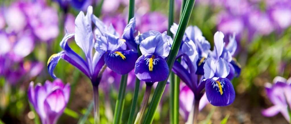 Iris reticulata: Pflanzen und Pflegen