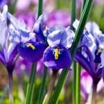 Iris reticulata: Pflanzen und Pflegen
