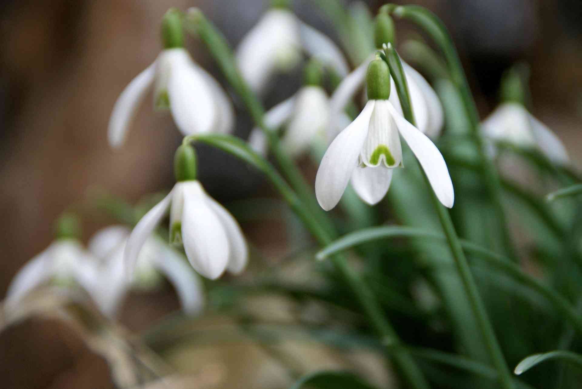 Schneeglöckchen, Kleines Schneeglöckchen: Pflanzung und Pflege