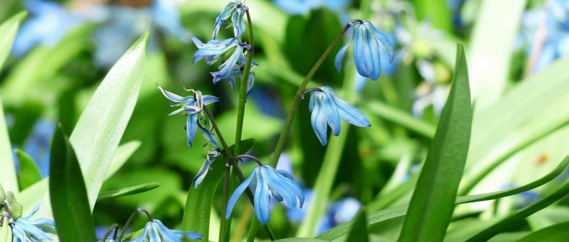 Blaustern, Scilla: Pflanzung und Pflege