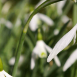 Schneeglöckchen, Galanthus nivalis: Pflanzen, Pflegen, Vermehren