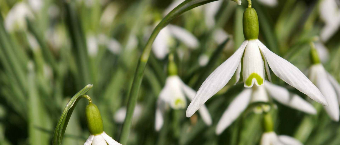 Schneeglöckchen, Galanthus nivalis: Pflanzen, Pflegen, Vermehren