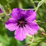Storchschnäbel mit langer Blüte