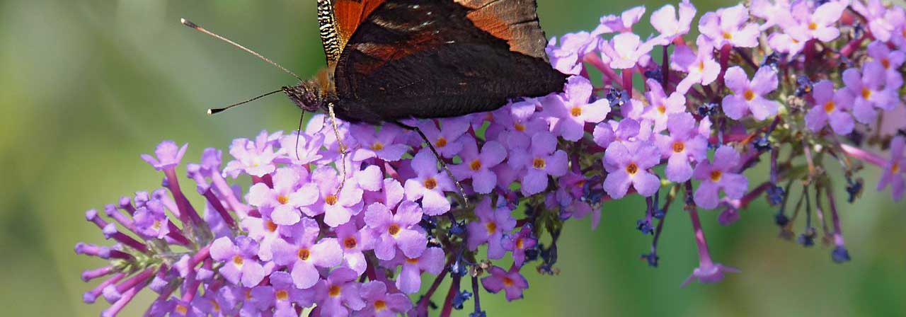 Sommerflieder, Schmetterlingsstrauch: 8 Ideen für Kombinationen