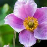 Japan-Herbst-Anemonen: 8 Ideen für gelungene Kombinationen