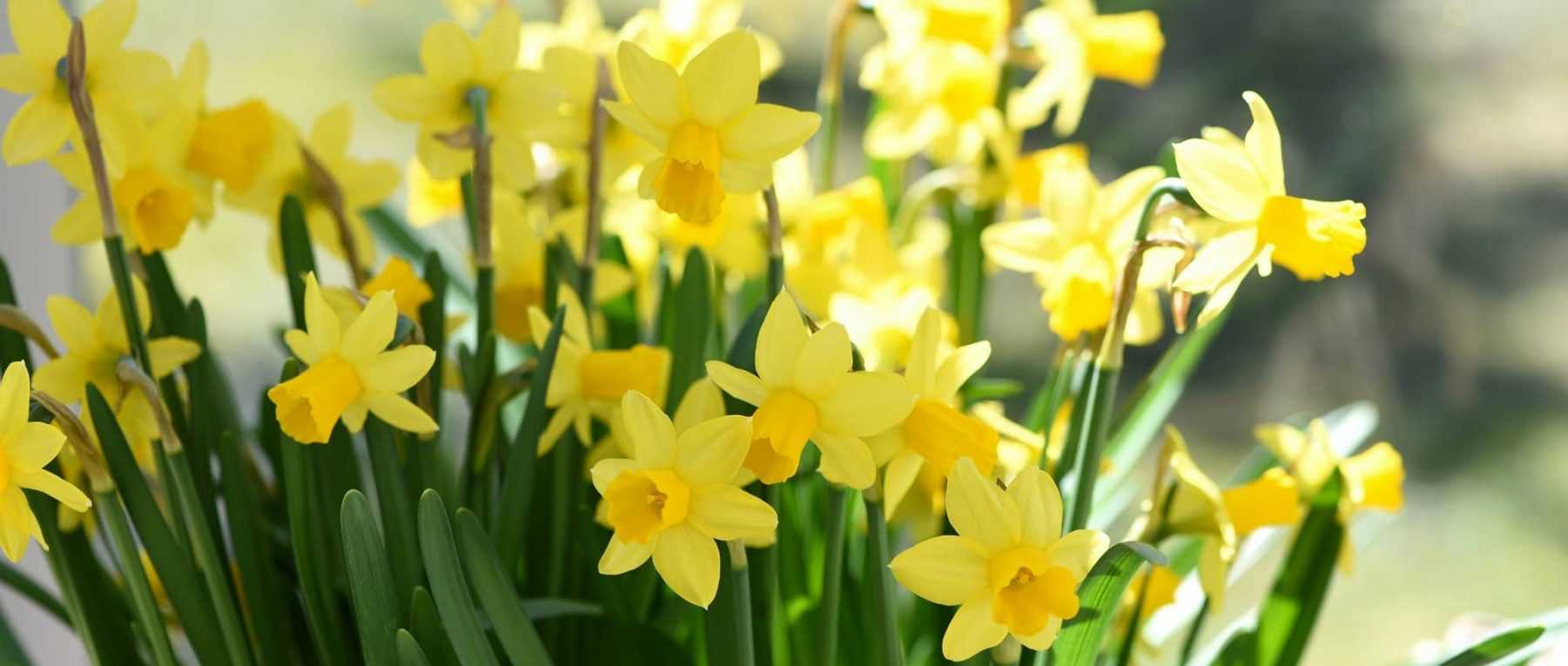 Narzissen oder Osterglocken: Pflanzen, Pflegen und Kultivieren