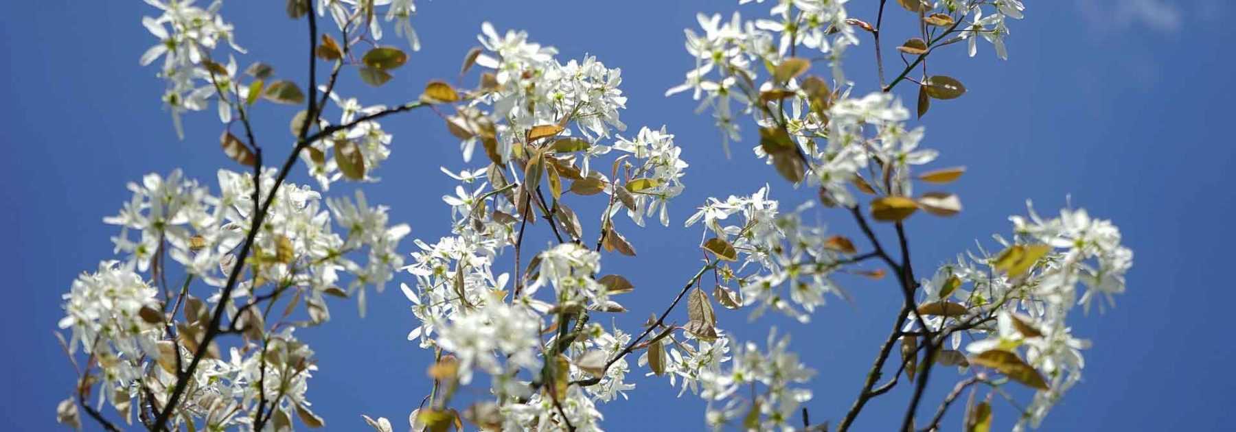 Felsenbirne: Pflanzen, Schneiden, Pflegen