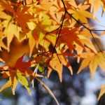 Japanischer Ahorn: Pflanzen, Schneiden und Pflegen