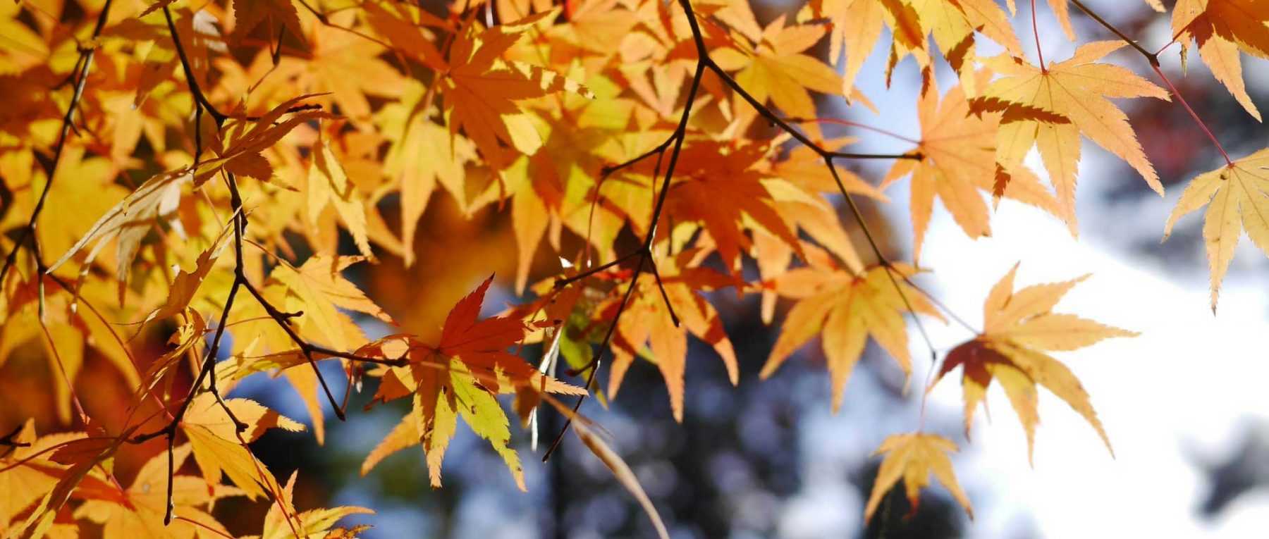 Japanischer Ahorn: Pflanzen, Schneiden und Pflegen
