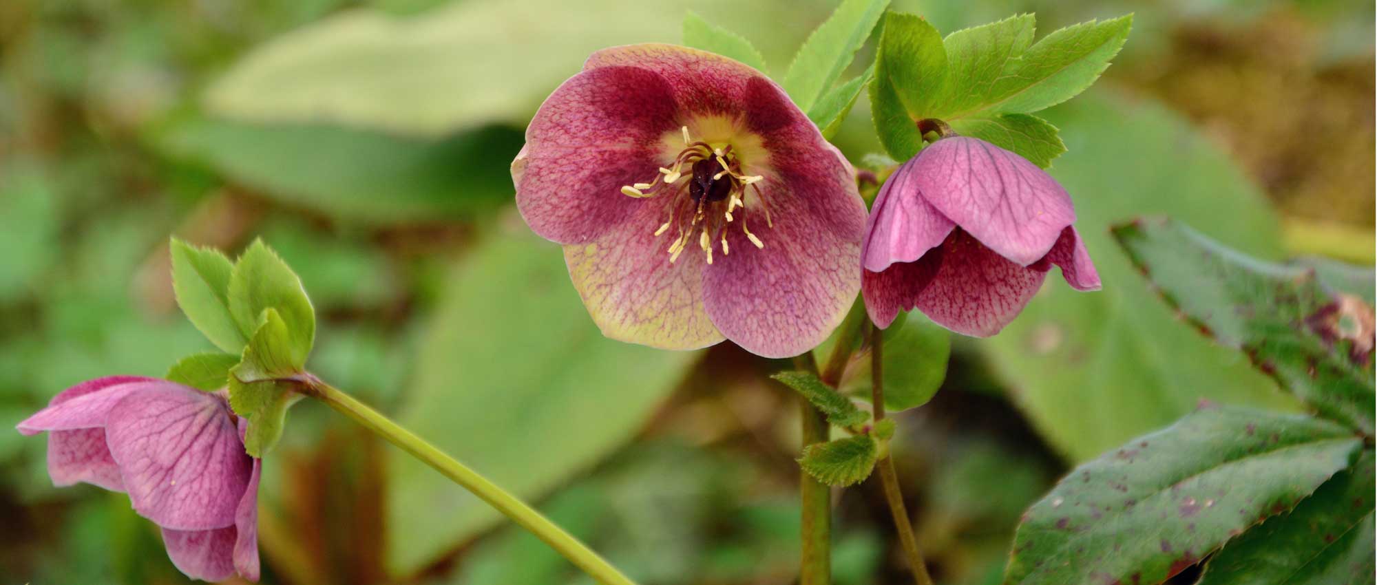 Christrose oder Schwarze Nieswurz: Welche Sorte wählen?