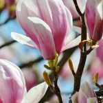 Magnolien: Pflanzen, Schneiden, Pflegen
