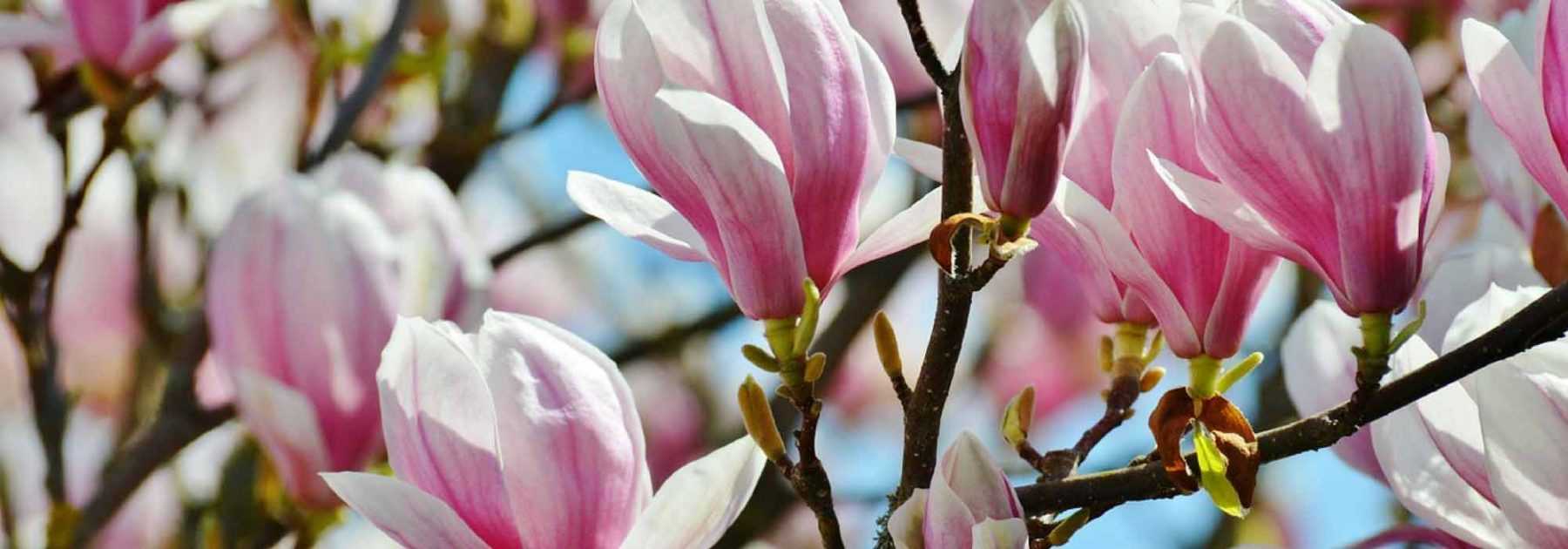 Magnolien: Pflanzen, Schneiden, Pflegen