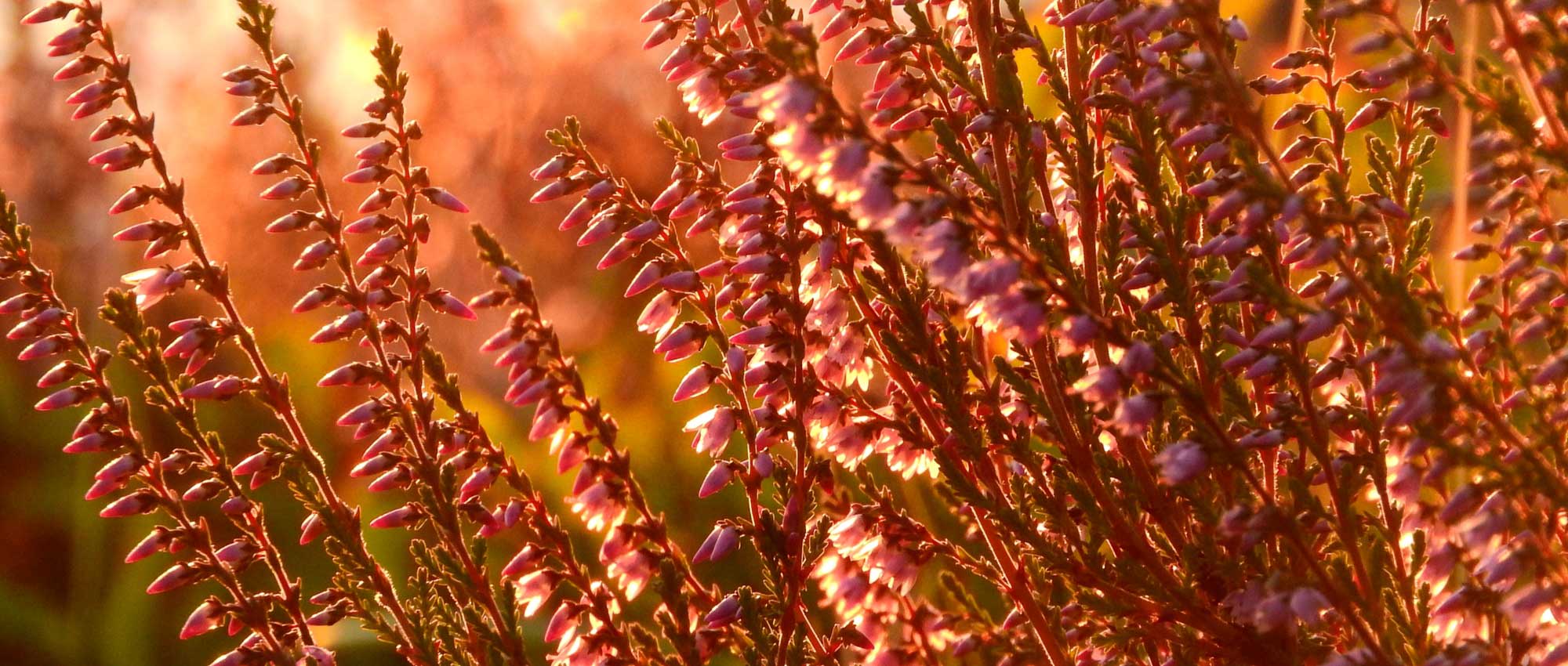 Englische Heide: Pflanzen, Rückschnitt und Pflege