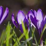 Welche Krokusse auswählen und wie im Garten kombinieren?