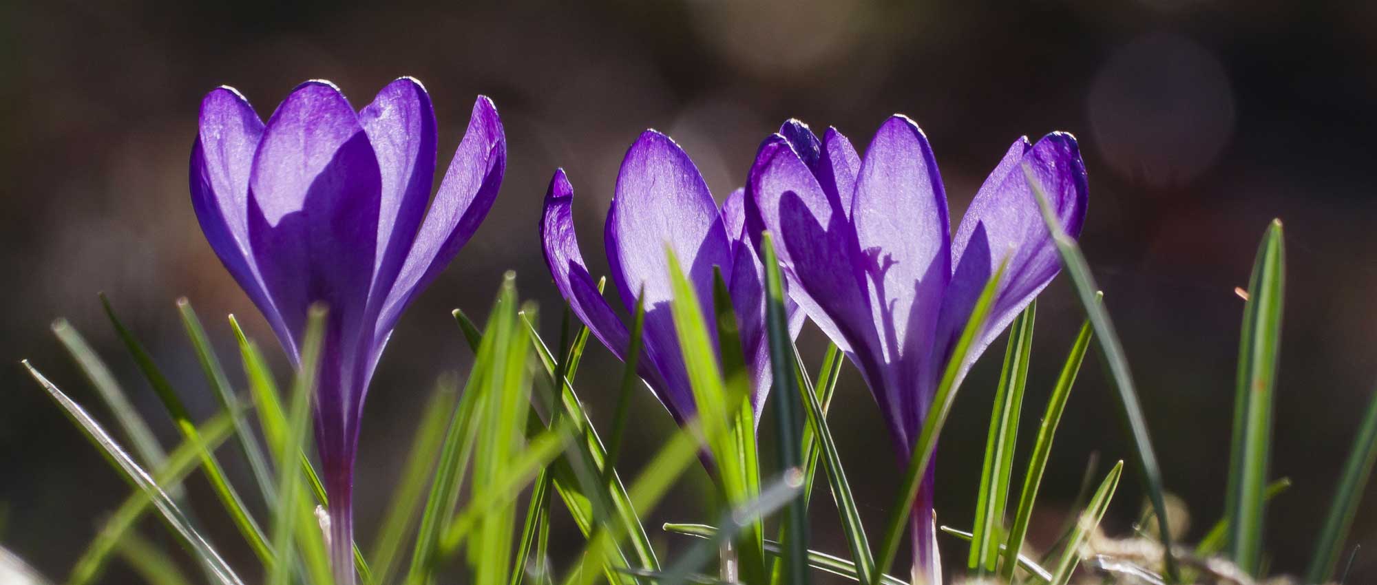 Welche Krokusse auswählen und wie im Garten kombinieren?