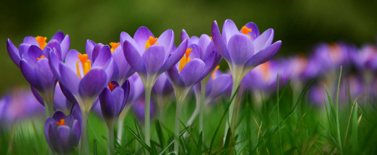 Die Blüte der Frühlings-Krokusse