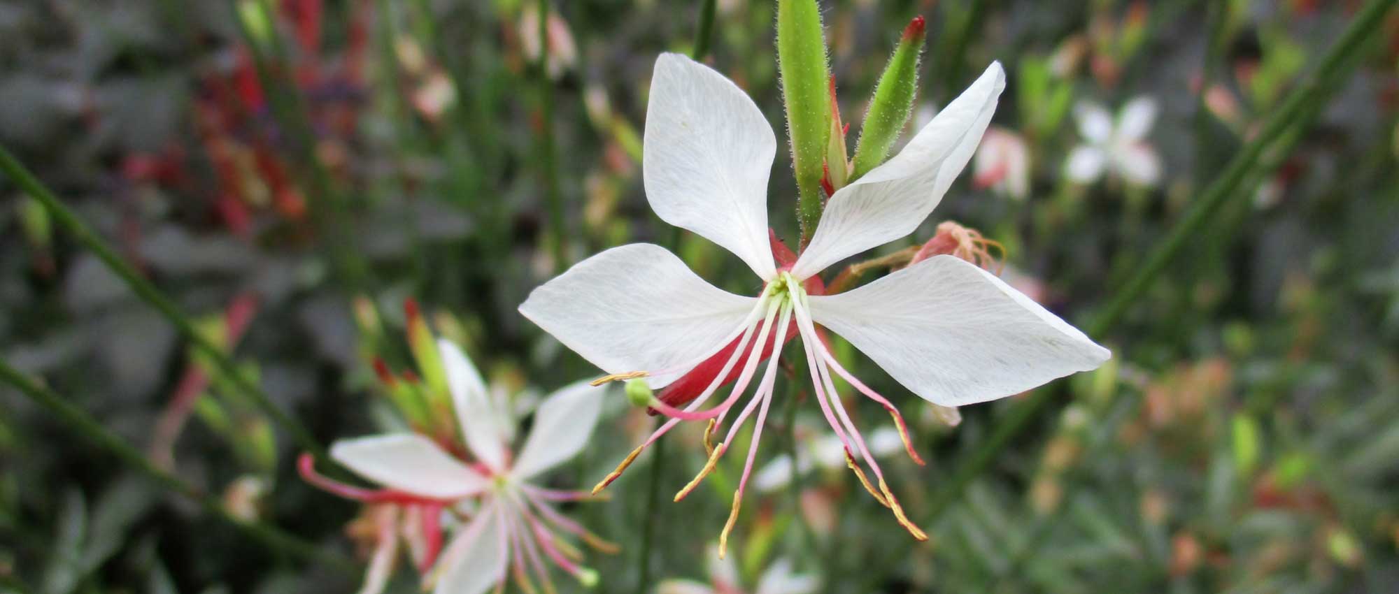Gaura lindheimeri: Wann, wo und wie pflanzen?