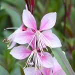 Gaura lindheimeri: 8 Ideen für gelungene Kombinationen