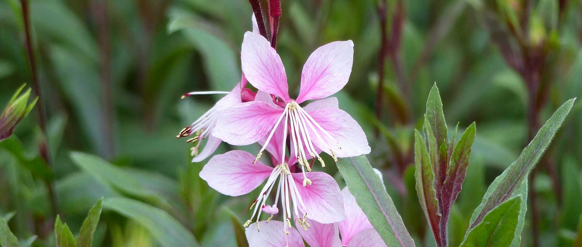 Gaura lindheimeri: 8 Ideen für gelungene Kombinationen