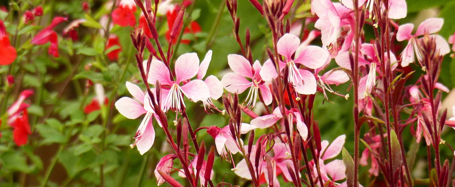 Die zartrosa Blüte des Gaura lindheimeri.