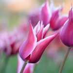 Tulpen: Pflanzen, Pflegen und Kultivieren