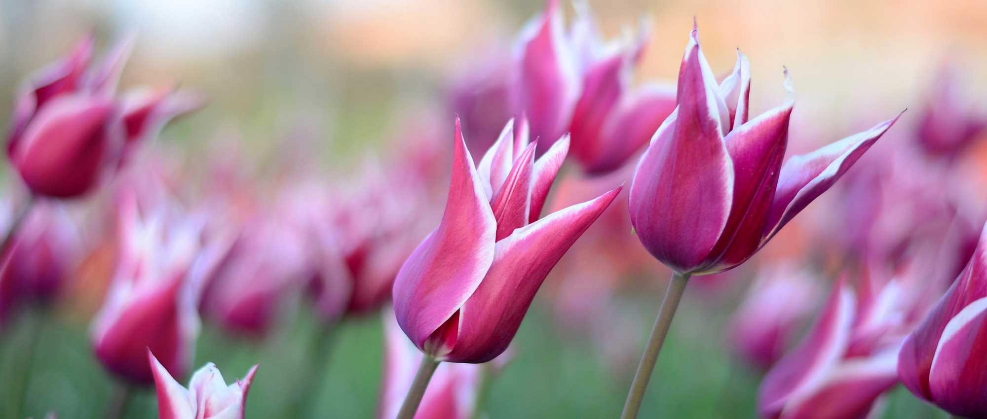 Tulpen: Pflanzen, Pflegen und Kultivieren