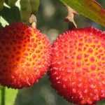 Erdbeerbaum, Arbutus: Pflanzung, Schnitt und Pflegetipps