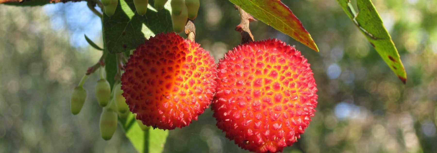 Erdbeerbaum, Arbutus: Pflanzung, Schnitt und Pflegetipps