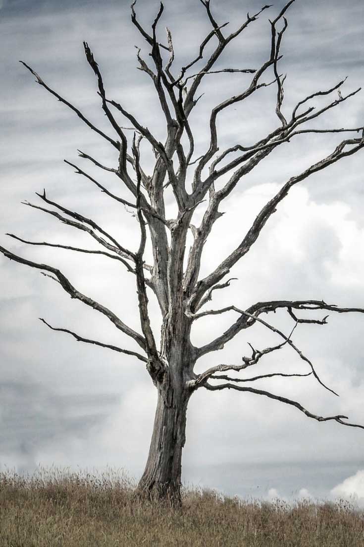 Was tun mit einem abgestorbenen Baum?