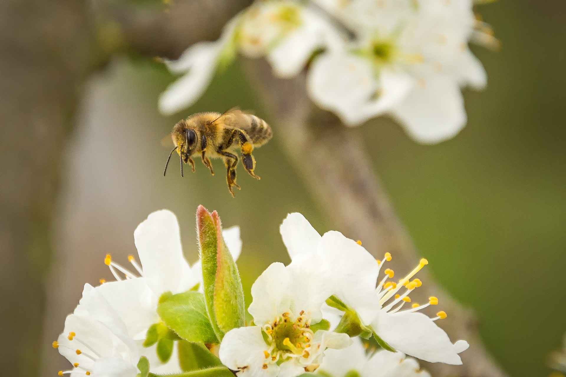 Die besten bienenfreundlichen Pflanzen je Jahreszeit