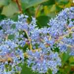 Ceanothus, Kalifornischer Flieder: Pflanzung, Pflege, Schnitt