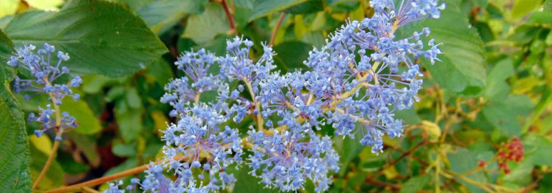 Ceanothus, Kalifornischer Flieder: Pflanzung, Pflege, Schnitt