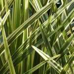 Cordyline: Pflanzen, Pflegen, Kultivieren