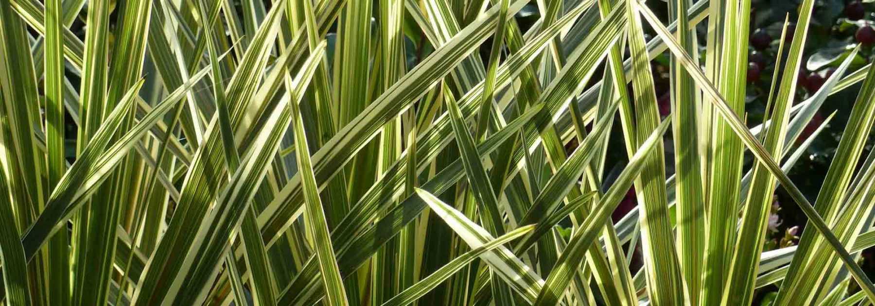 Cordyline: Pflanzen, Pflegen, Kultivieren
