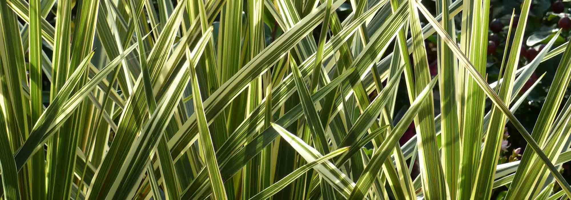 Cordyline: Pflanzen, Pflegen, Kultivieren