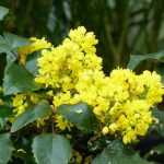 Mahonia: Pflanzen, Schneiden und Pflegen