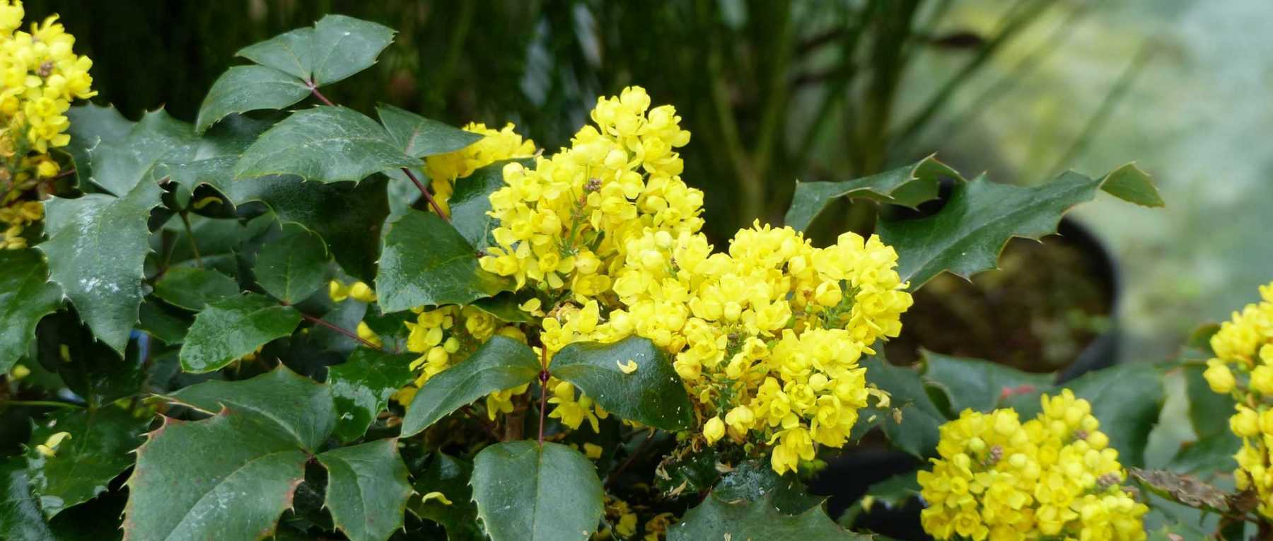 Mahonia: Pflanzen, Schneiden und Pflegen