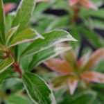 Pieris japonica: Pflanzung, Schnitt und Pflege