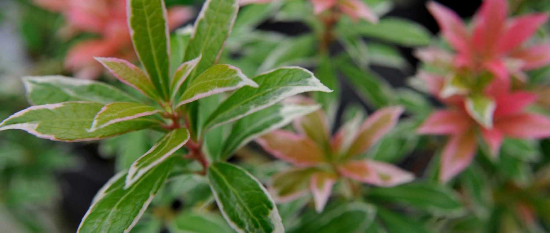 Pieris japonica: Pflanzung, Schnitt und Pflege